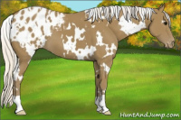 Horse Color:White Spotted Silver Smoky Black Appaloosa 