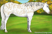 Horse Color:Silver Smoky Grullo Splash Appaloosa Rabicano