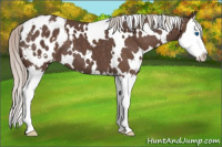 Horse Color:White Spotted Silver Black Splash Appaloosa 