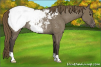 Horse Color:Smoky Grullo Snowcap Rabicano 