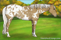 Horse Color:White Spotted Silver Smoky Black Blanket Rabicano 