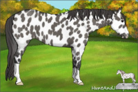 Horse Color:Grullo Appaloosa