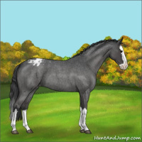 Horse Color:Blue Roan Splash Varnish 