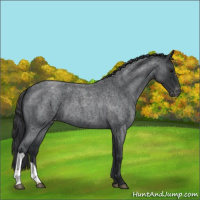 Horse Color:Blue Roan Varnish 