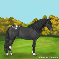 Horse Color:Blue Roan Appaloosa 
