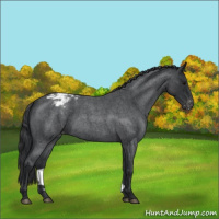 Horse Color:Blue Roan Varnish 