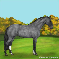 Horse Color:Blue Roan Appaloosa 