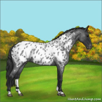 Horse Color:Blue Roan Appaloosa