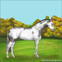 Horse Color:Smoky Blue Roan Splash Frame Appaloosa 