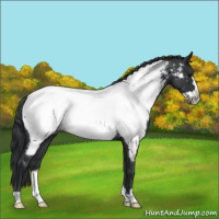 Horse Color:Blue Roan Frame Appaloosa 