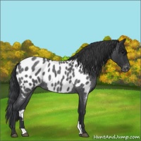 Horse Color:Blue Roan Appaloosa 