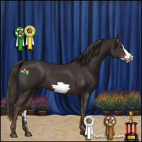 Horse Color:Liver Chestnut Frame 