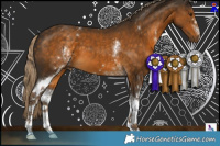 Horse Color:White Spotted Chocolate Palomino