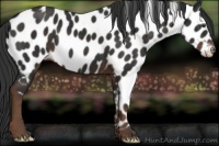 Horse Color:Liver Chestnut Appaloosa 