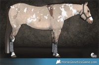 Horse Color:White Spotted Bay Ice Dun 