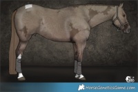 Horse Color:Liver Red Dun Ice Tobiano Rabicano 