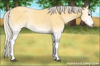 Horse Color:Silver Buckskin Roan Onyx Rabicano