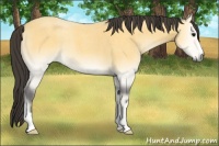 Horse Color:Buckskin Roan Onyx 