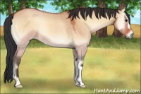 Horse Color:Bay Roan Onyx