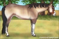 Horse Color:Bay Roan Onyx 