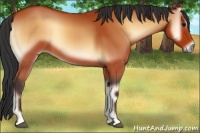Horse Color:Bay Onyx 