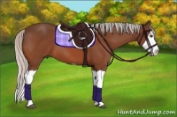 Horse Color:Silver Bay Splash 