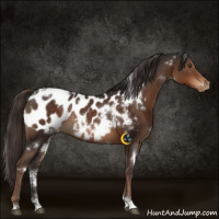 Horse Color:White Spotted Liver Chestnut Appaloosa Rabicano 