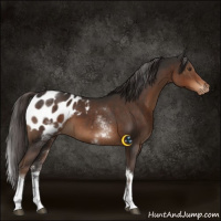 Horse Color:White Spotted Liver Chestnut Tobiano Appaloosa 