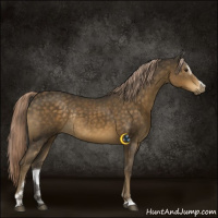 Horse Color:Chocolate Palomino Sabino Rabicano