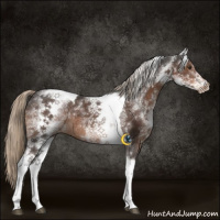 Horse Color:White Spotted Liver Chestnut Tobiano Rabicano 