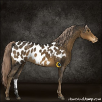 Horse Color:Chocolate Palomino Sabino Near Leopard