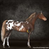 Horse Color:White Spotted Liver Chestnut Blanket