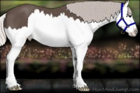 Horse Color:Silver Black Splash 