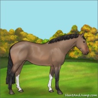Horse Color:Bay Dun 