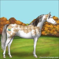 Horse Color:Plaid  White Spotted Bay Dun Splash 