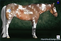 Horse Color:White Spotted Bay 