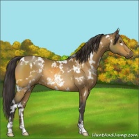 Horse Color:White Spotted Buckskin Rabicano 