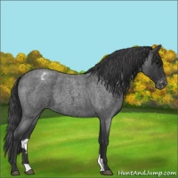 Horse Color:Blue Roan Appaloosa 