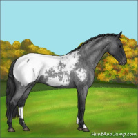 Horse Color:Blue Roan Snowcap 