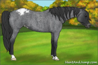 Horse Color:Blue Roan Varnish 