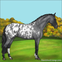 Horse Color:Blue Roan Appaloosa 