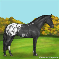 Horse Color:Blue Roan Appaloosa 