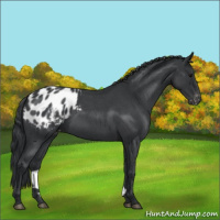 Horse Color:Blue Roan Appaloosa 