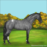Horse Color:Blue Roan Varnish 