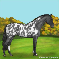 Horse Color:Blue Roan Appaloosa 