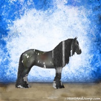 Horse Color:White Spotted Black Sabino Rabicano 