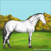 Horse Color:Blue Roan Appaloosa 