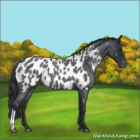 Horse Color:Blue Roan Appaloosa 