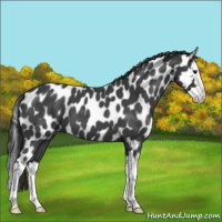 Horse Color:Blue Roan Splash Leopard 