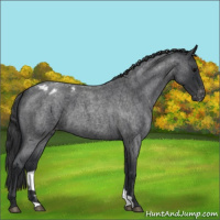 Horse Color:Blue Roan Appaloosa